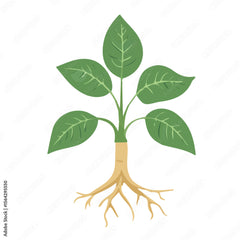 Ashwagandha Ext.
