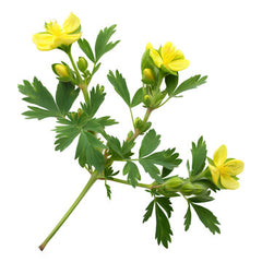 Gokshura Extract