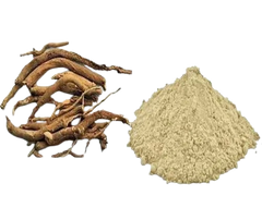 Punarnava