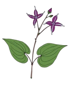 Horny Goat Weed Ext.